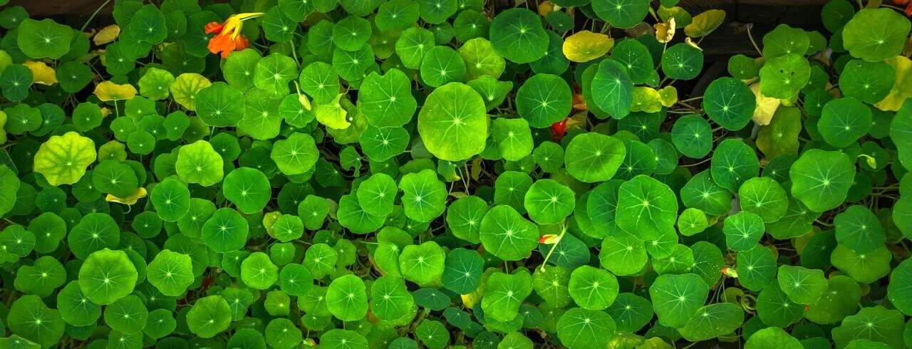 various lilypads