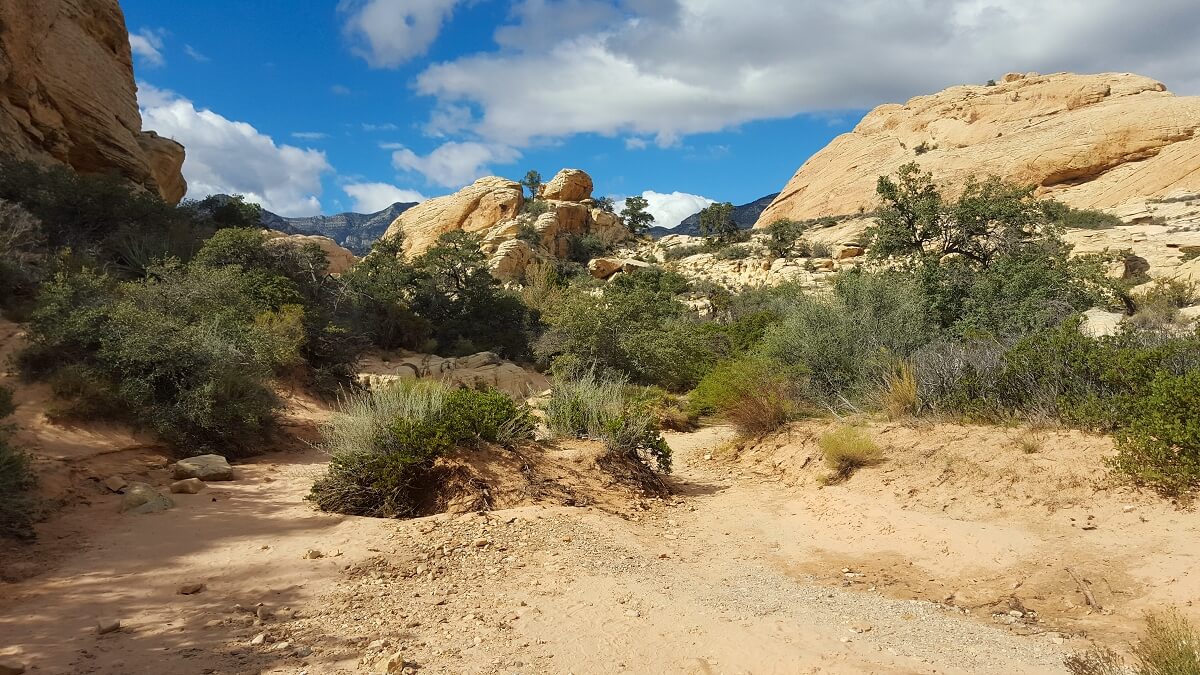 Desert landscape with some green bushes and a blue sky.